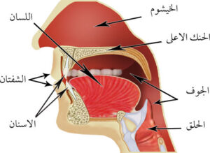 المخارج العامة