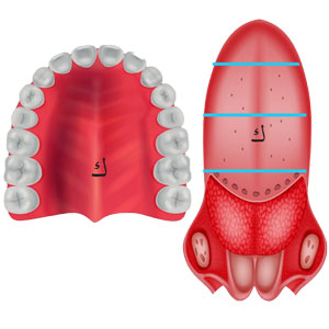 الكاف (اللسان - الحنك الأعلى)